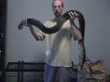 Me with Diamond (Dark phase Boa