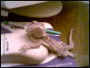 Grendel. Princess of the house
