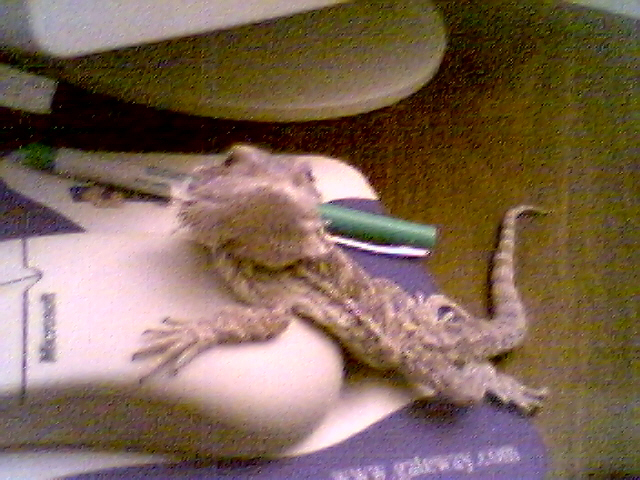 Grendel. Princess of the house