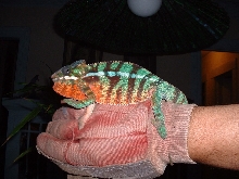 Elvis My Panther Cham.