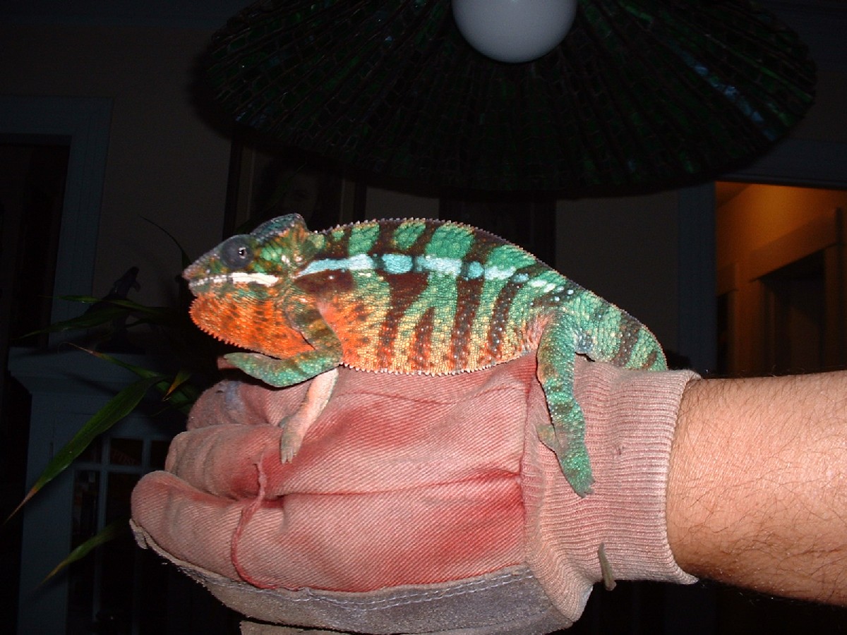 Elvis My Panther Cham.