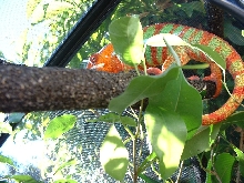 One of Elvis's many color variations