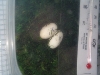 gecko eggs