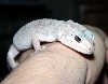 Roxy