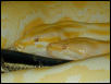 Albino Burms