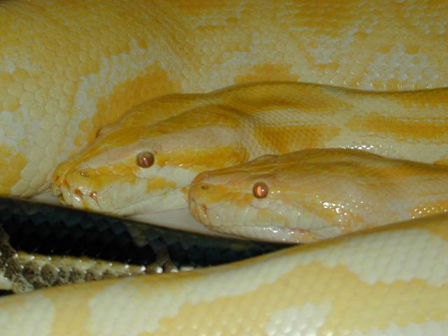 Albino Burms