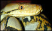 Male Bali Retic