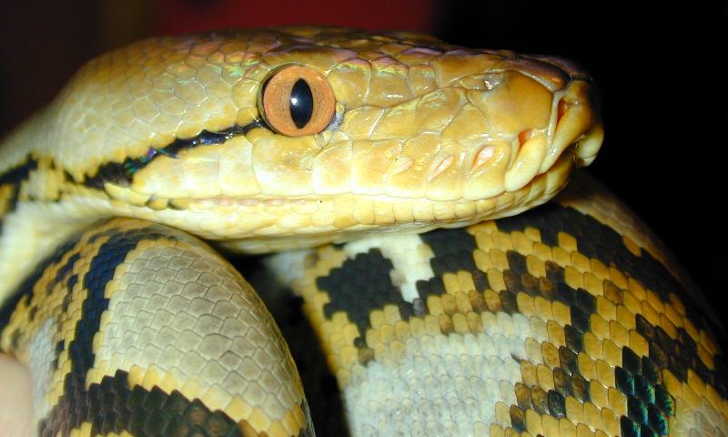 Male Bali Retic
