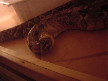 Boa Swallowing Self