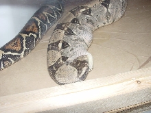 Boa Swallowing Own Head