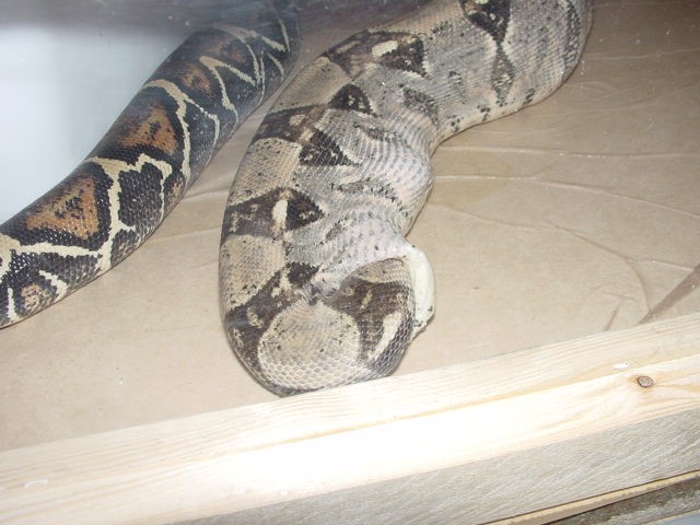 Boa Swallowing Own Head