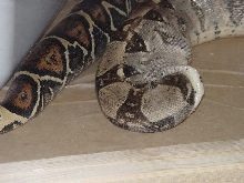 Boa Swallowing Own Head