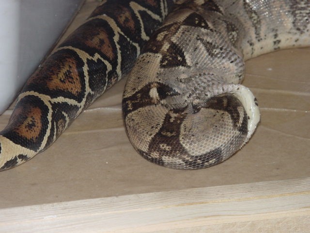 Boa Swallowing Own Head