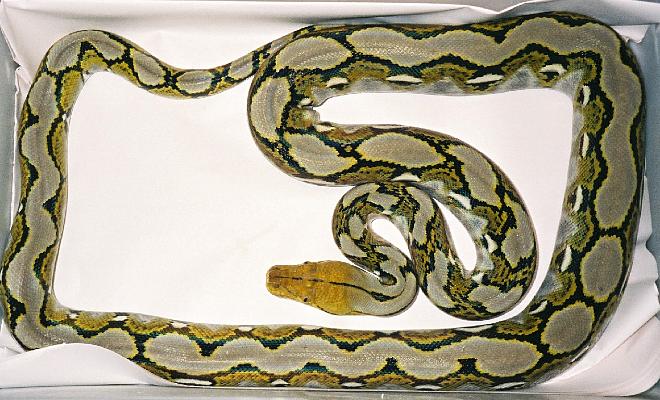 Striped Bali 4