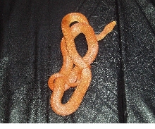 lil' Kim after shed
