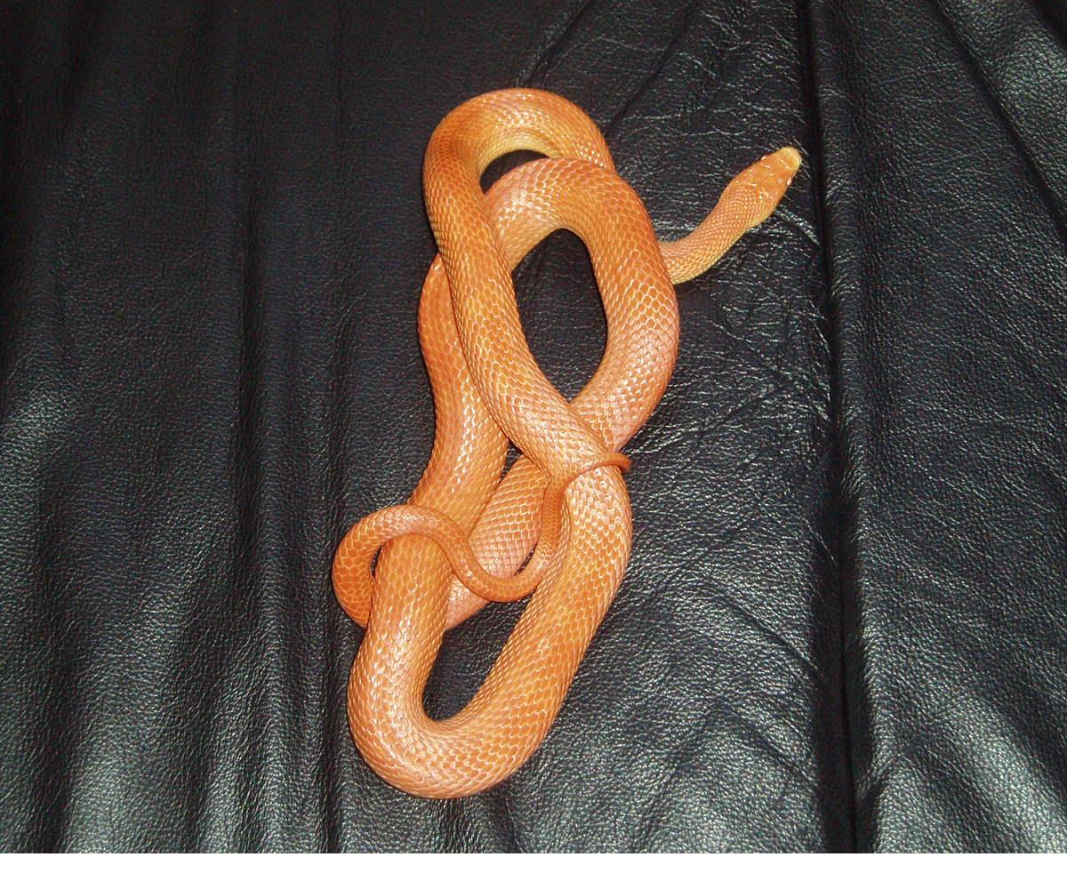 lil' Kim after shed