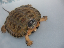 Wood Turtle 1
