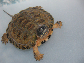 Wood Turtle 1