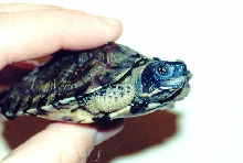 Amulius