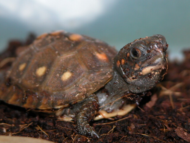 Eastern Box Hatchling