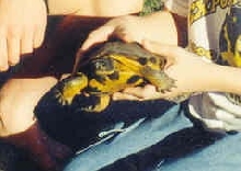 wild wood turtle
