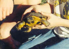 wild wood turtle