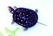 Spotted Turtle