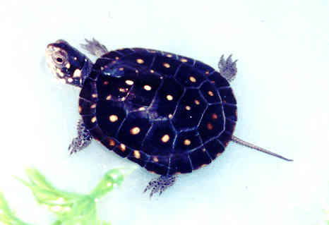 Spotted Turtle