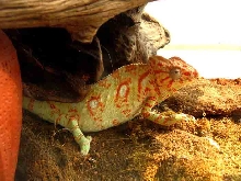 Is this a female verrucosus?