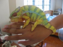 my lemon panther