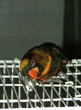 hedwick   my lory