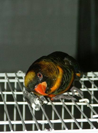 hedwick   my lory