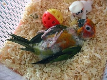harry   my baby conure