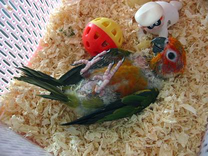 harry   my baby conure