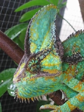 my veiled