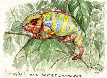 my cham portrait