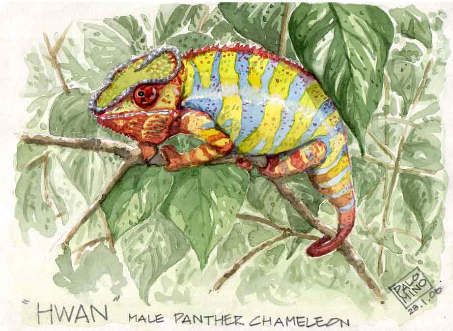 my cham portrait