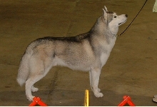GrayBoy wins Winner's Dog!