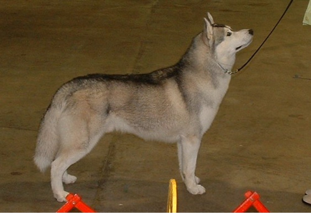GrayBoy wins Winner's Dog!