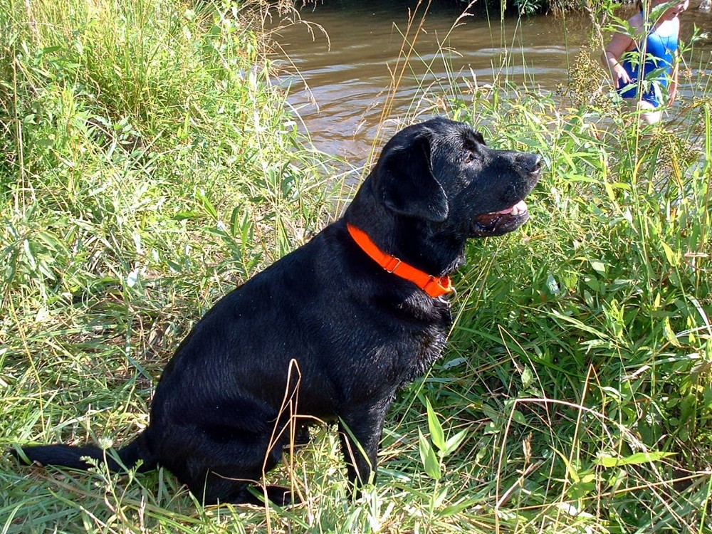 Jubilee by the Creek