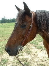 Spanky's Blue Ribbon Day