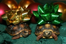 Christman Torts