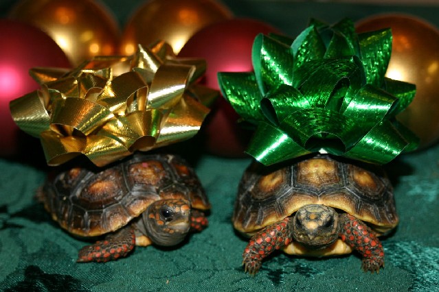 Christman Torts