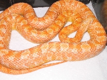 Creamcycle Corn