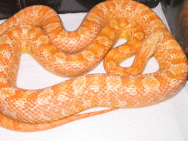 Creamcycle Corn