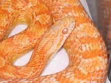 Creamcycle Corn