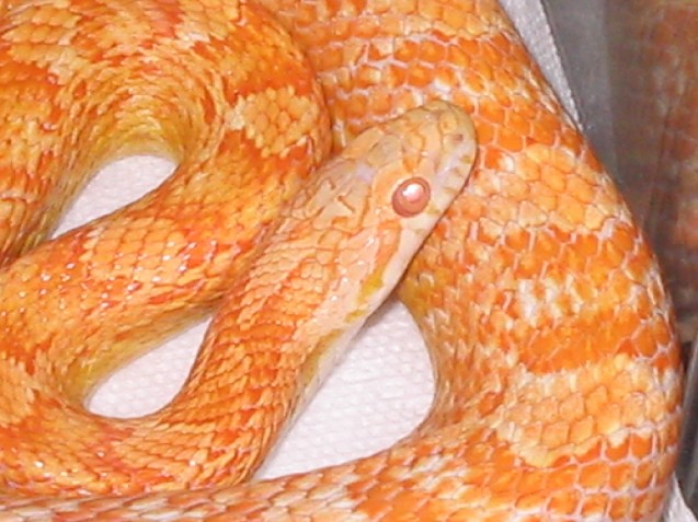 Creamcycle Corn
