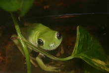 White's Treefrog