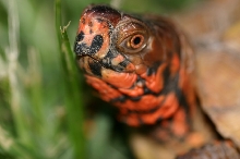 Box Turtle