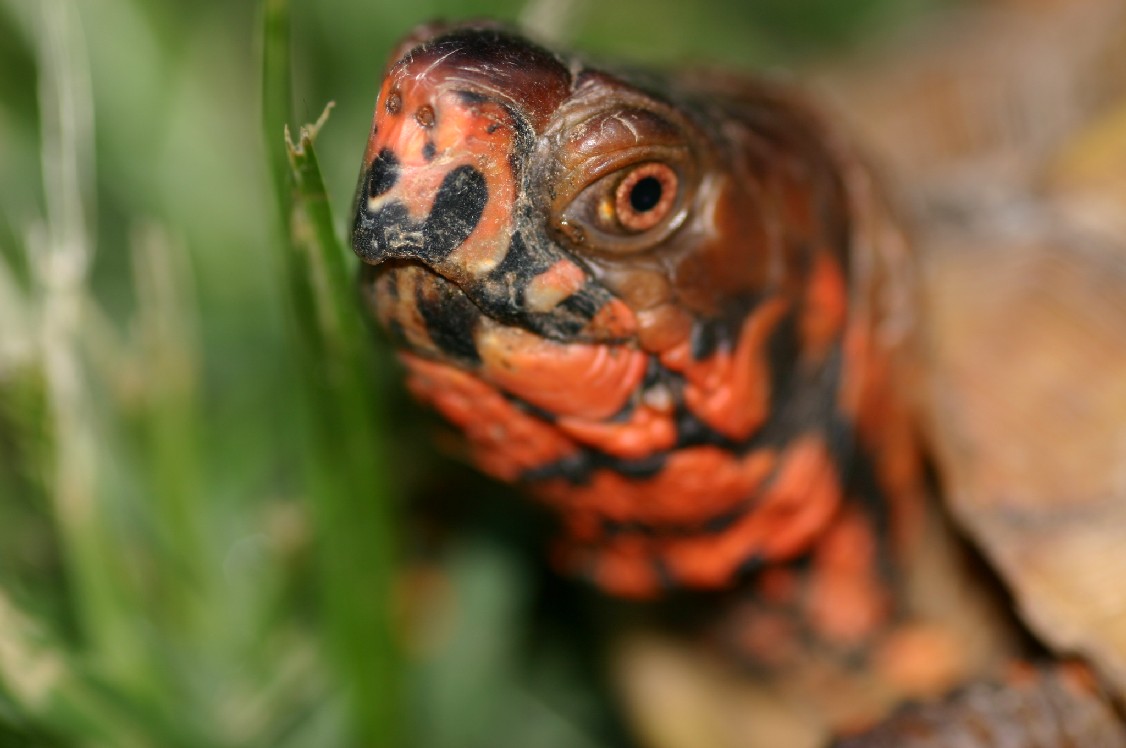 Box Turtle